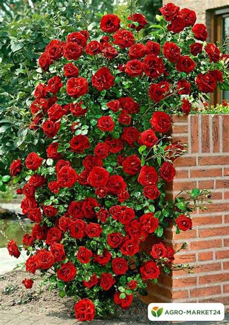 Плетистая роза Дон Жуан | Вьющиеся розы, Посадка цветов, Цветоводство