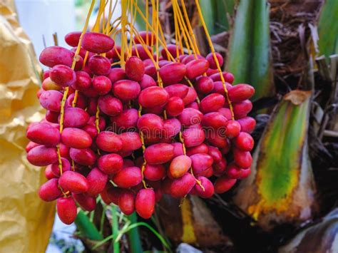 Resh Ripe Red Date Fruits Bunch Hanging On Date Palm Tree Stock Image