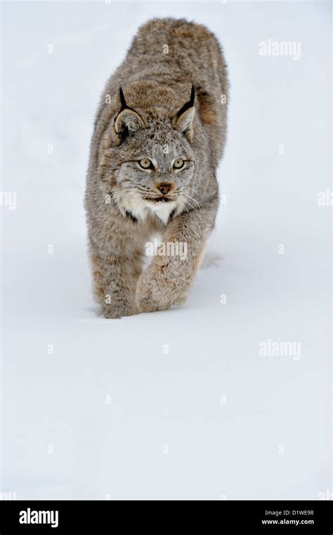 Canada Lynx Lynx Canadensis Captive Raised Specimen Bozeman Montana