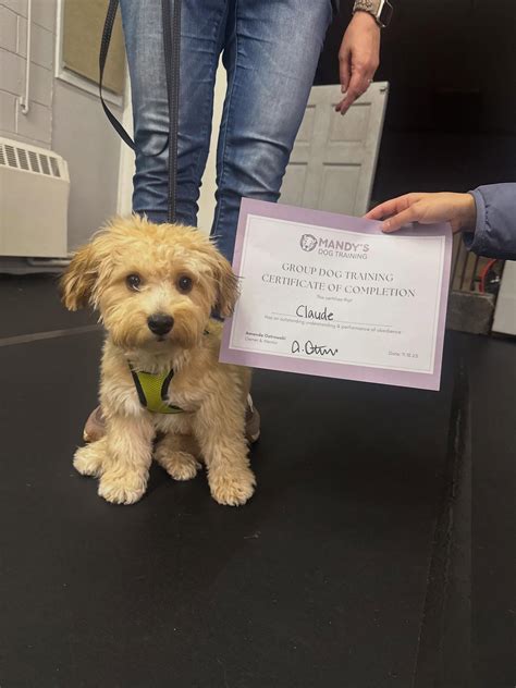 Gallery – Mandy’s Dog Training
