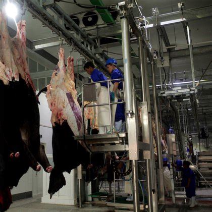 Halal Cattle Slaughter House Equipment For Beef Butcher Abattoir Meat