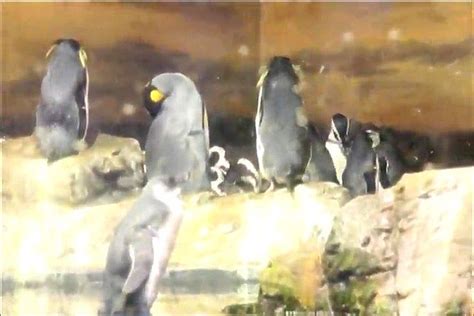 水戶香奈を視聴 Vr 苗條 虛擬實鏡 Porn SpankBang