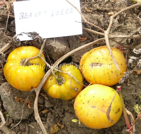 Beauty Queen Tomato Seeds Knapp S Fresh Vegies