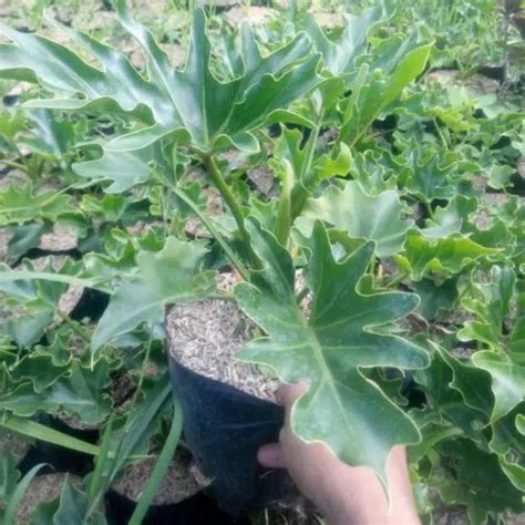 Jual Tanaman Hias Philodendron Selloum Tanaman Tanaman Hidup Pohon Hias