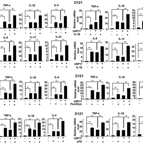 Role Of Macrophages In Inducing Ubiquitin Specific Peptidase 17