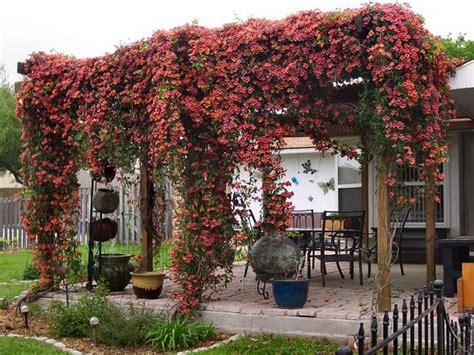 19 Best Pergola Plants | Climbing Plants for Pergolas and Arbors ...