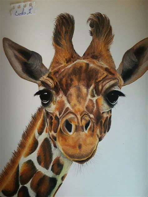 25+ realistic giraffe drawing - KeelyKelsey