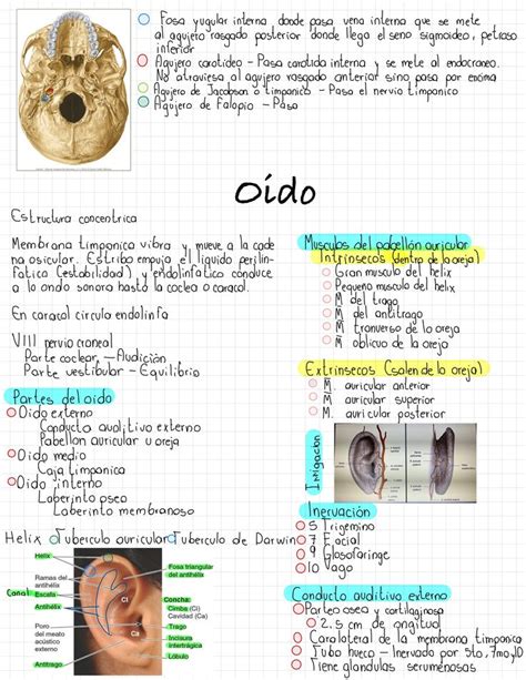 Pin Tillagd Av Lucia Escamilla P Anatomia Y Fisiologia