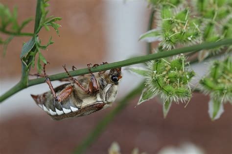 Vroege Vogels Foto Geleedpotigen Hangjongere