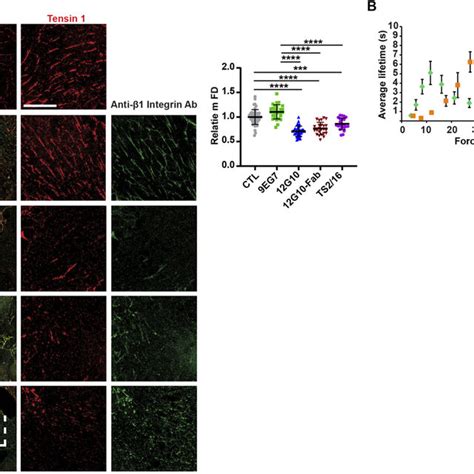 Anti βI domain mAb 12G10 promotes 9EG7 active β1 integrin endocytosis