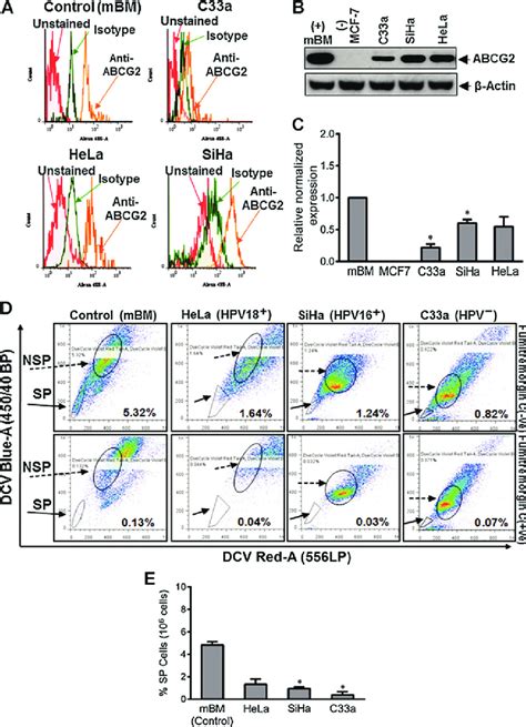 Analysis Of Expression And Function Of Stem Cell Marker ABCG2 In