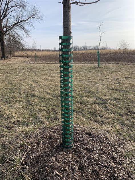 One Easy Way To Protect Young Trees From Deer Damage