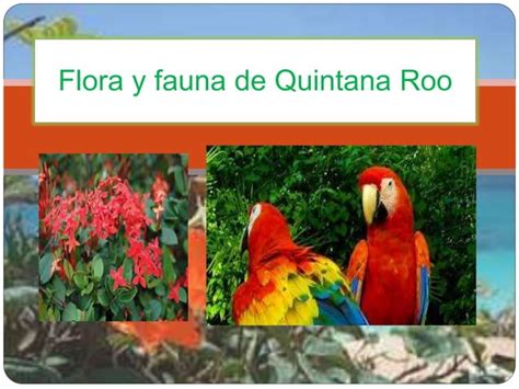 Flora Y Fauna De Quintana Roo PPT