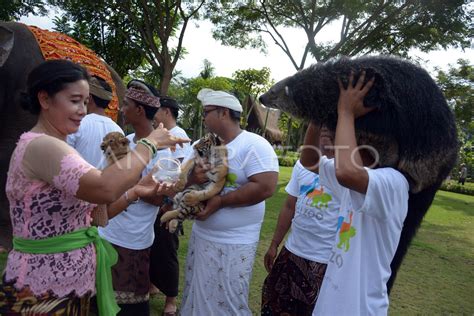 Upacara Tumpek Kandang Antara Foto