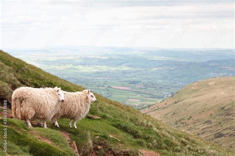 Sheep in Wales Stock Photo | Adobe Stock