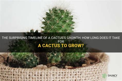 The Surprising Timeline Of A Cactuss Growth How Long Does It Take For A Cactus To Grow Shuncy