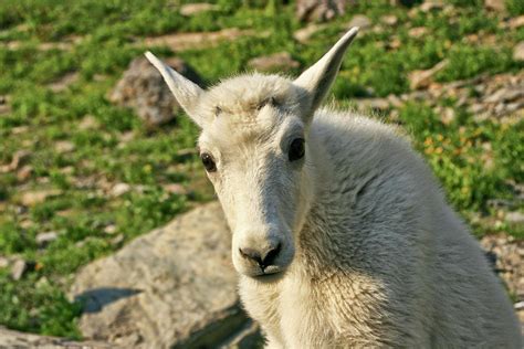 Baby Mountain Goat Photograph by Dangerous Balcony - Pixels