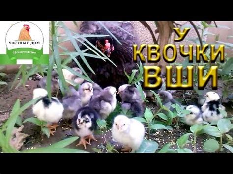 Как избавится от вшей? Обрабатываем квочку и цыплят используя присыпку ...