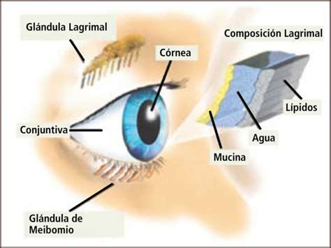 Partes Externas Del Ojo