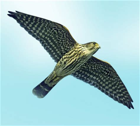 Дербник (Falco columbarius) — Птицы / Мир животных.ру