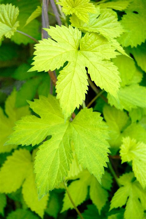 Houblon Planter Et Cultiver Ooreka