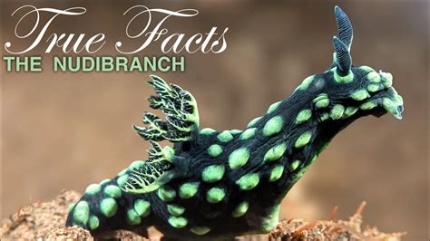 True Facts About Nudibranchs