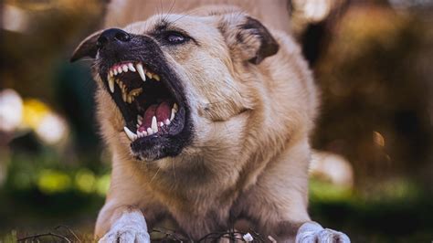 La mayoría de las mordeduras de perros se pueden prevenir