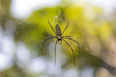 Spiders Identify Them And Removal Tips In Boise