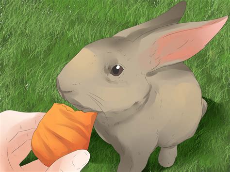 How To Understand Your Rabbit With Pictures Wikihow