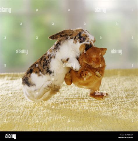 Rabbits fighting hi-res stock photography and images - Alamy