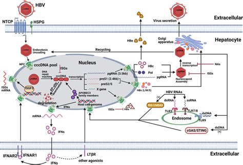 Life Cycle Of Hbv And Antiviral Mechanisms Of Cellular Innate Immunity