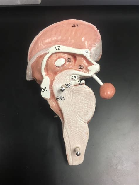 Lab Practical Brain Diagram Quizlet