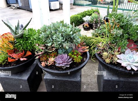 Mixed Succulents Display Hi Res Stock Photography And Images Alamy