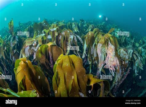 Bucea Sobre Un Kelp Del Bosque Laminaria Hyperborea Flatanger