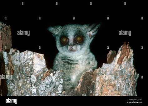 Lesser Bushbaby Galago Moholi Hi Res Stock Photography And Images Alamy