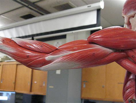 welche muskeln kann man nicht trainieren blog uebers laufen  berlin