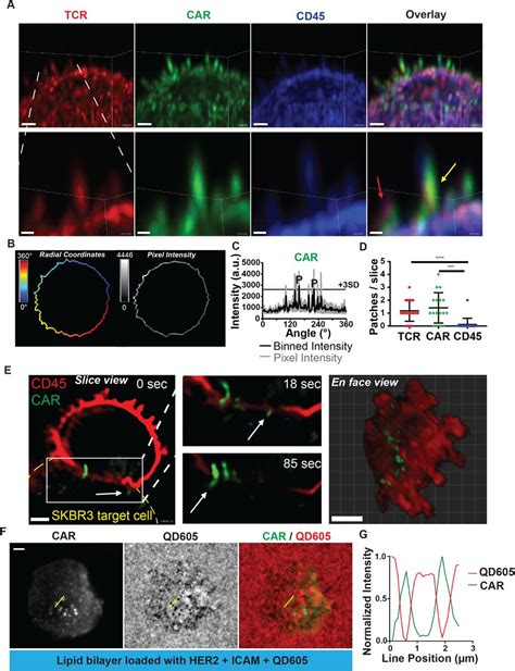 Skbr3 Atcc Cells Atcc Bioz