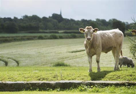 Mallard Grange Farm Stay