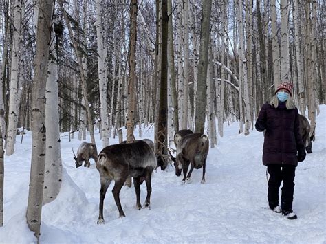 The boss reindeer of Running Reindeer Ranch - Veg Travel and Fitness