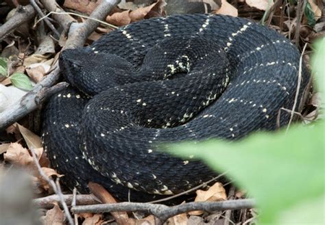 Arizona Black Rattlesnake Facts and Pictures