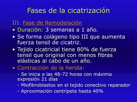 PPT Cicatrización PowerPoint Presentation free download ID 6972212