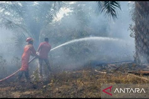 Hektare Hutan Dan Kebun Warga Di Bangka Selatan Hangus Terbakar