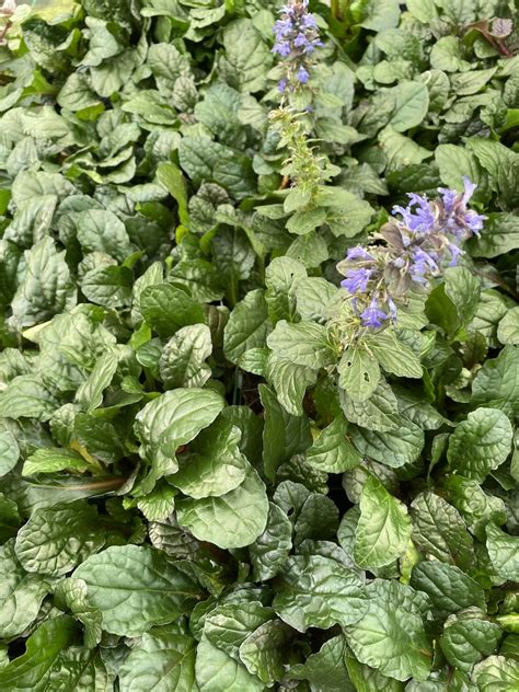 Ajuga Reptans Braunherz The Beth Chatto Gardens