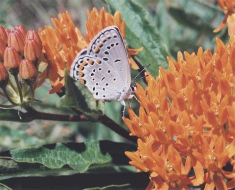 Karner Blue Guide New York Natural Heritage Program