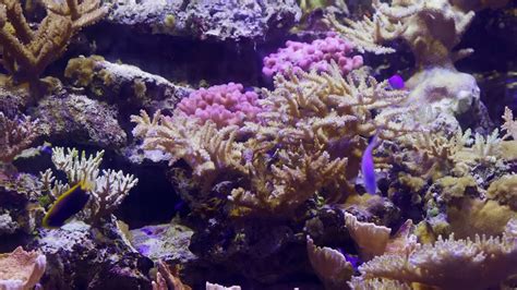 Coral reef in aquarium Free Stock Video Footage