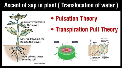 Ascent Of Sap In Plant Balsam Plant Experiment Transpiration Pull