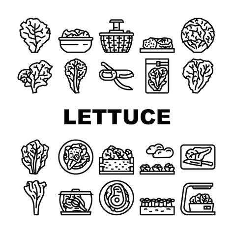 Premium Vector Lettuce Salad Leaf Vegetable Icons Set Vector Green Fresh Plant White Iceberg