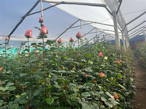 Visitamos campos de rosas en el... - Agrónomos en Perú | Facebook