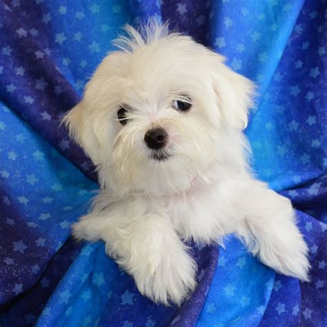 Male Maltese Puppies For Sale | Fancy Pups