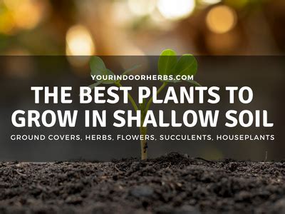 Best Plants To Grow In Shallow Soil For Urban Spaces Your